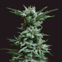 Ak Skunk Feminised