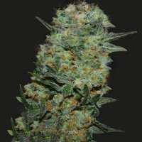 Baikal Express Fem