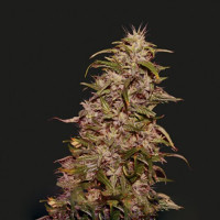 Big Altai Sativa Express