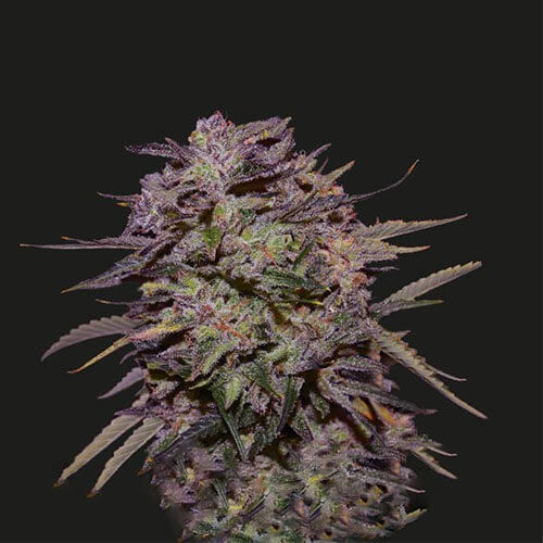 Purple Russian Express