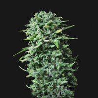 Siberian Haze Auto Feminised