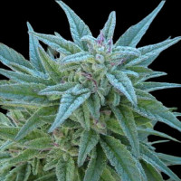 Auto Californian Orange 