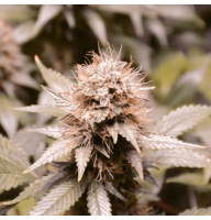 Afghan Kush Fem