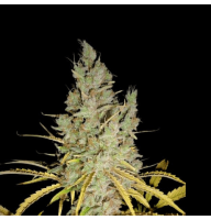 Auto Big Devil XL