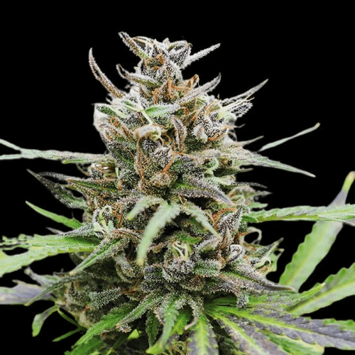 Auto Black Jack