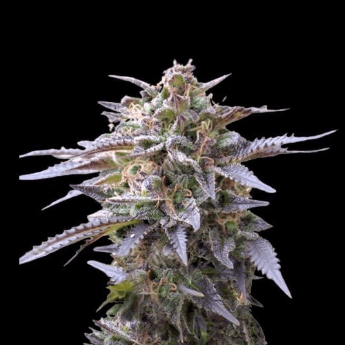 Auto Blue Mystic 