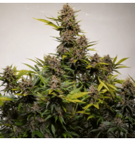 Auto CherryFuel Fem