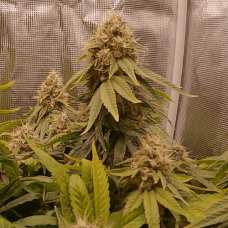 Auto White Widow Fem