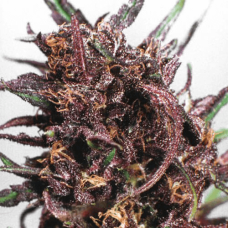 Purple Kush Fem