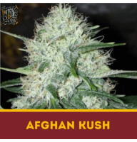 AFGHAN KUSH