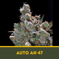 AUTO AK-47