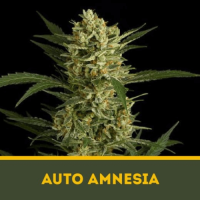 AUTO AMNESIA