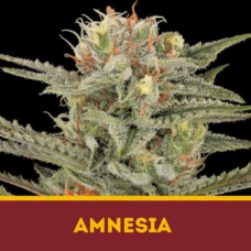 AMNESIA