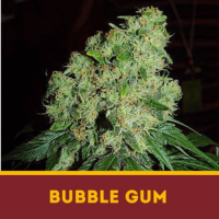 BUBBLE GUM