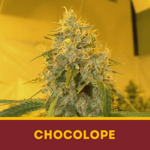 CHOCOLOPE