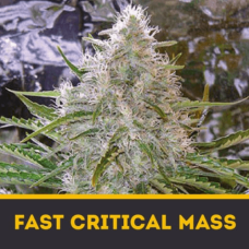 FAST CRITICAL MASS