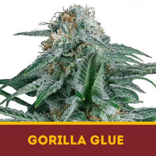 GORILLA GLUE 