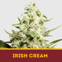 IRISH CREAM