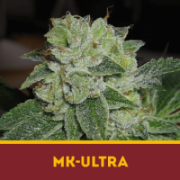 MK-ULTRA