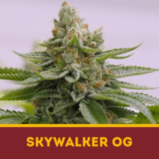 SKYWALKER OG 