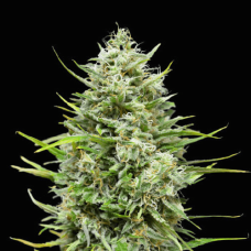 Snow Star Auto