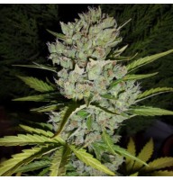 Auto Flower Power