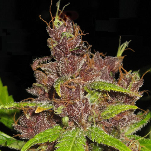 Auto Purple Mazar