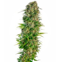  Auto Hindu Kush 