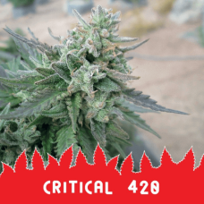 Critical 420