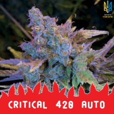 Critical 420 Auto