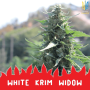 Насіння коноплі  White Krim Widow