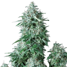 Anubis Auto Fem