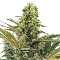 Master OG Auto Feminized