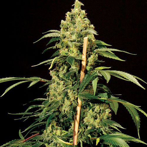 Auto Jack Herer