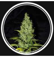 AK 47 Auto