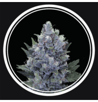 Auto Blue Queen